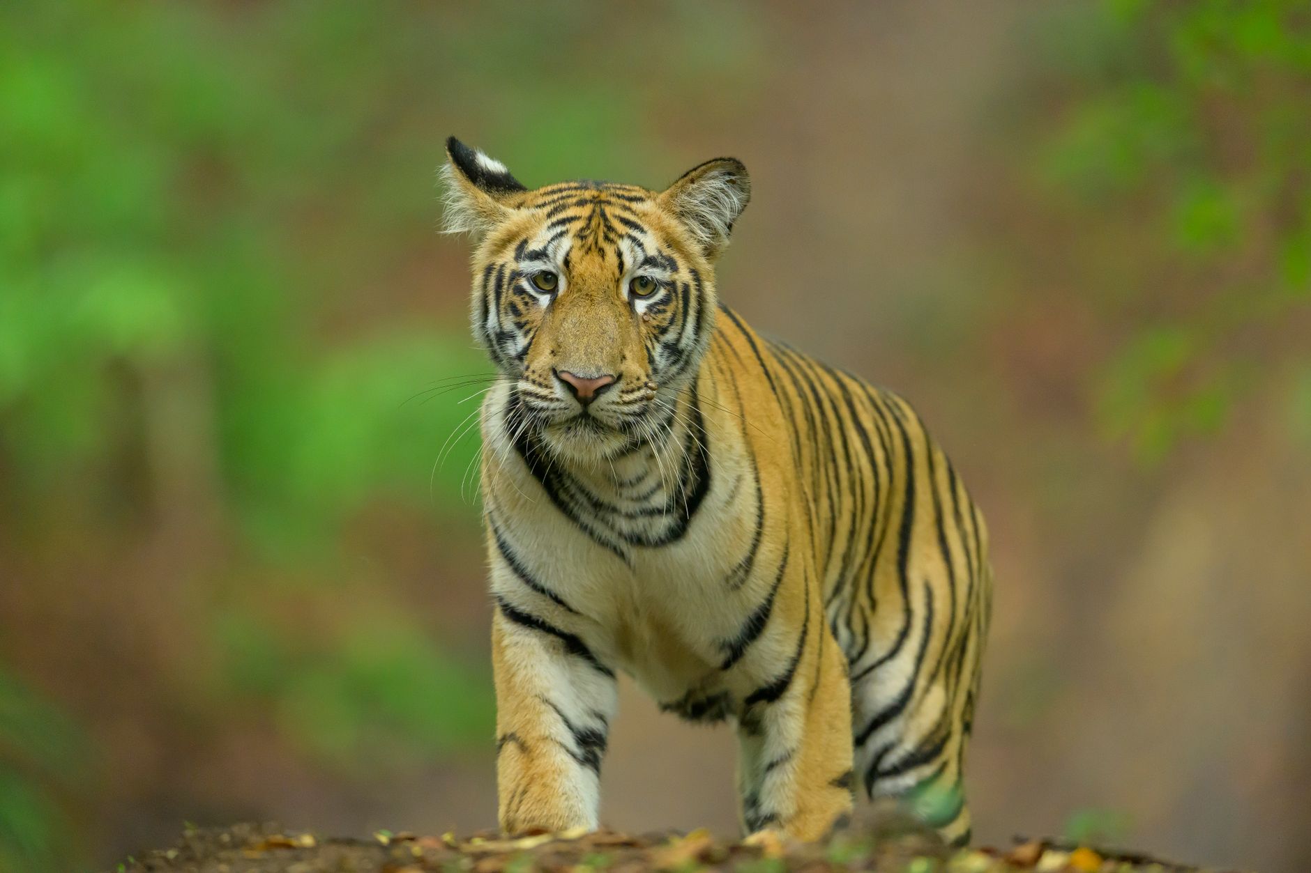 Indian Big Cats Prove Worth in Global Wildlife Numbers